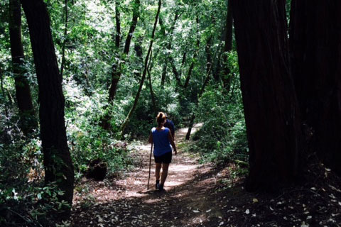 Redwood tree at Hendy Woods State Park, CA