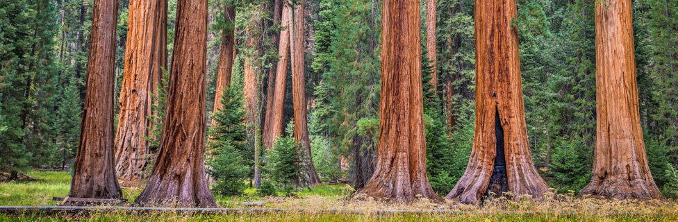 Giant Sequoias, Sequoia National Park, CA